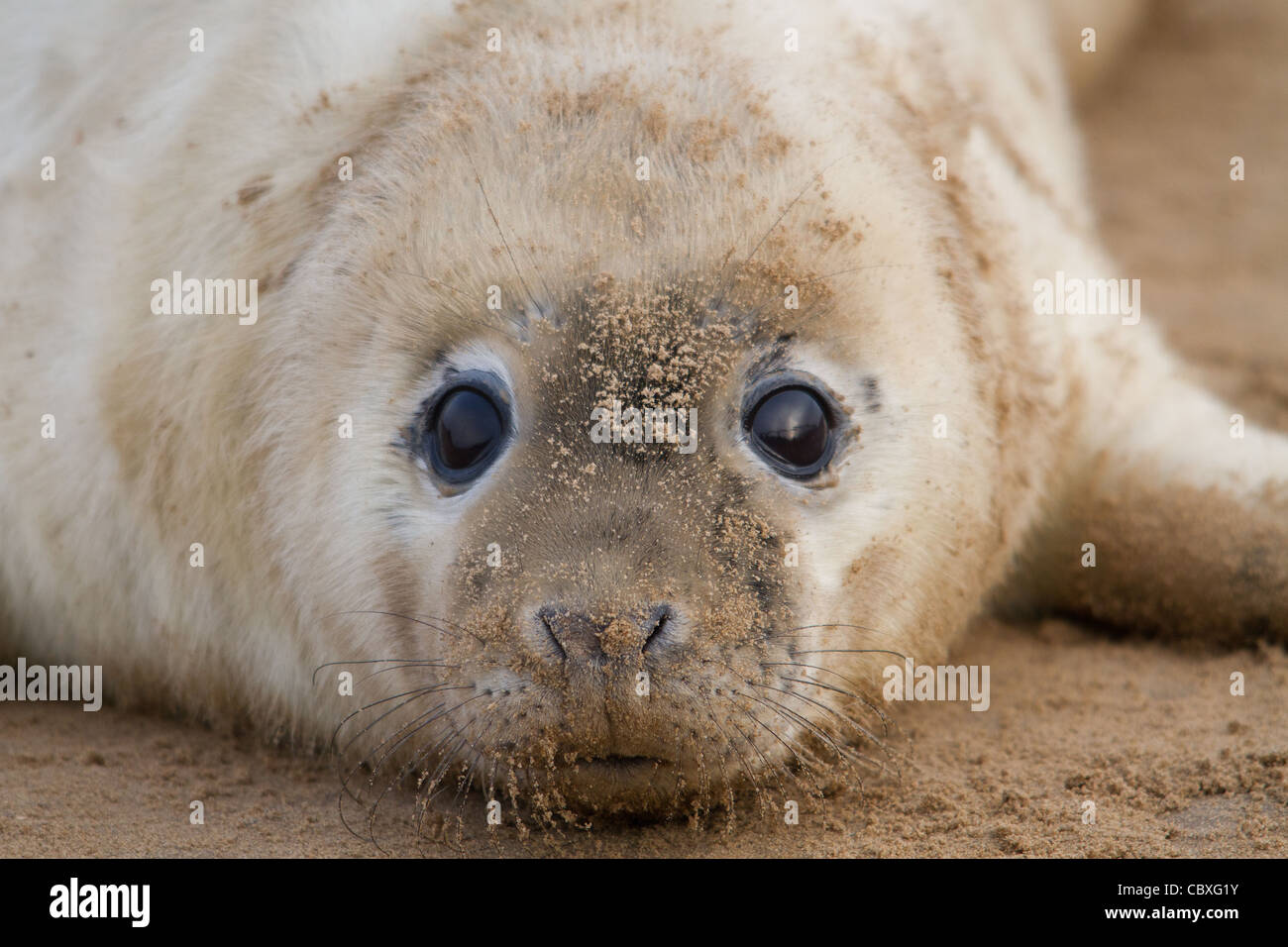 Grey Seal pup "Halichoerus Grypus" Donna Nook, Lincolnshire, Großbritannien Stockfoto