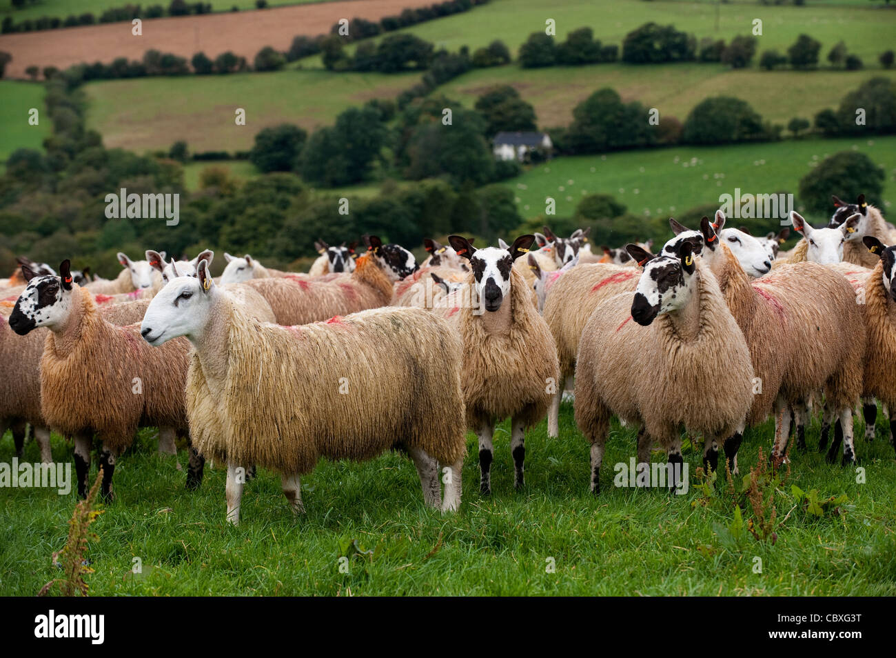 Herde von walisischen Maultiere in der Nähe von Rhayder, Wales. Stockfoto