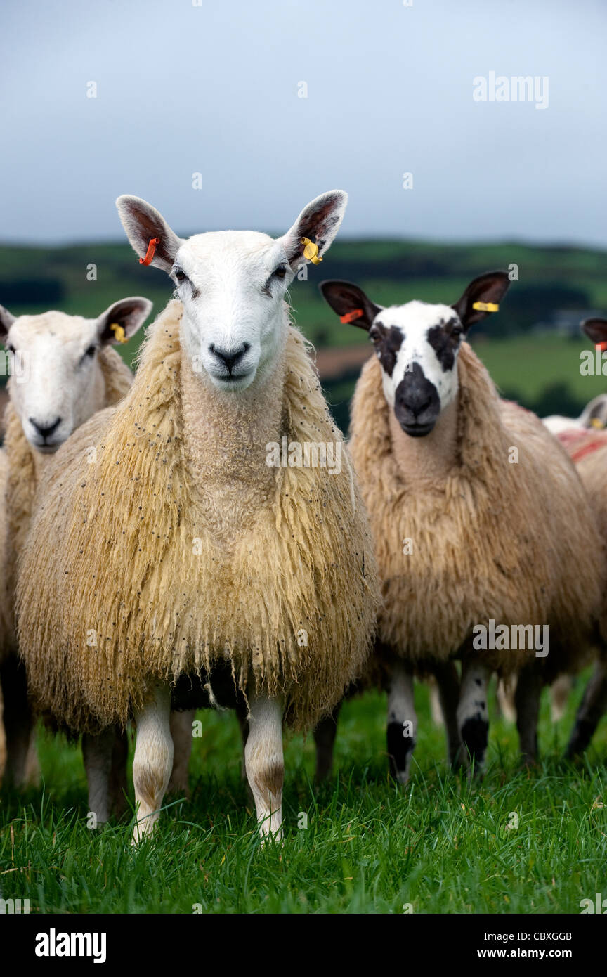 Herde von walisischen Maultiere in der Nähe von Rhayder, Wales. Stockfoto