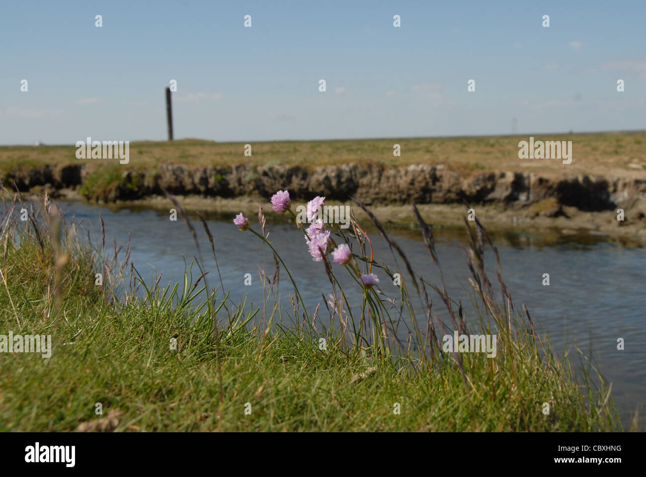 Durch die winzigen Wattenmeer Insel Hallig Hooge in Nordfriesland Mäandern ein Priel Stockfoto