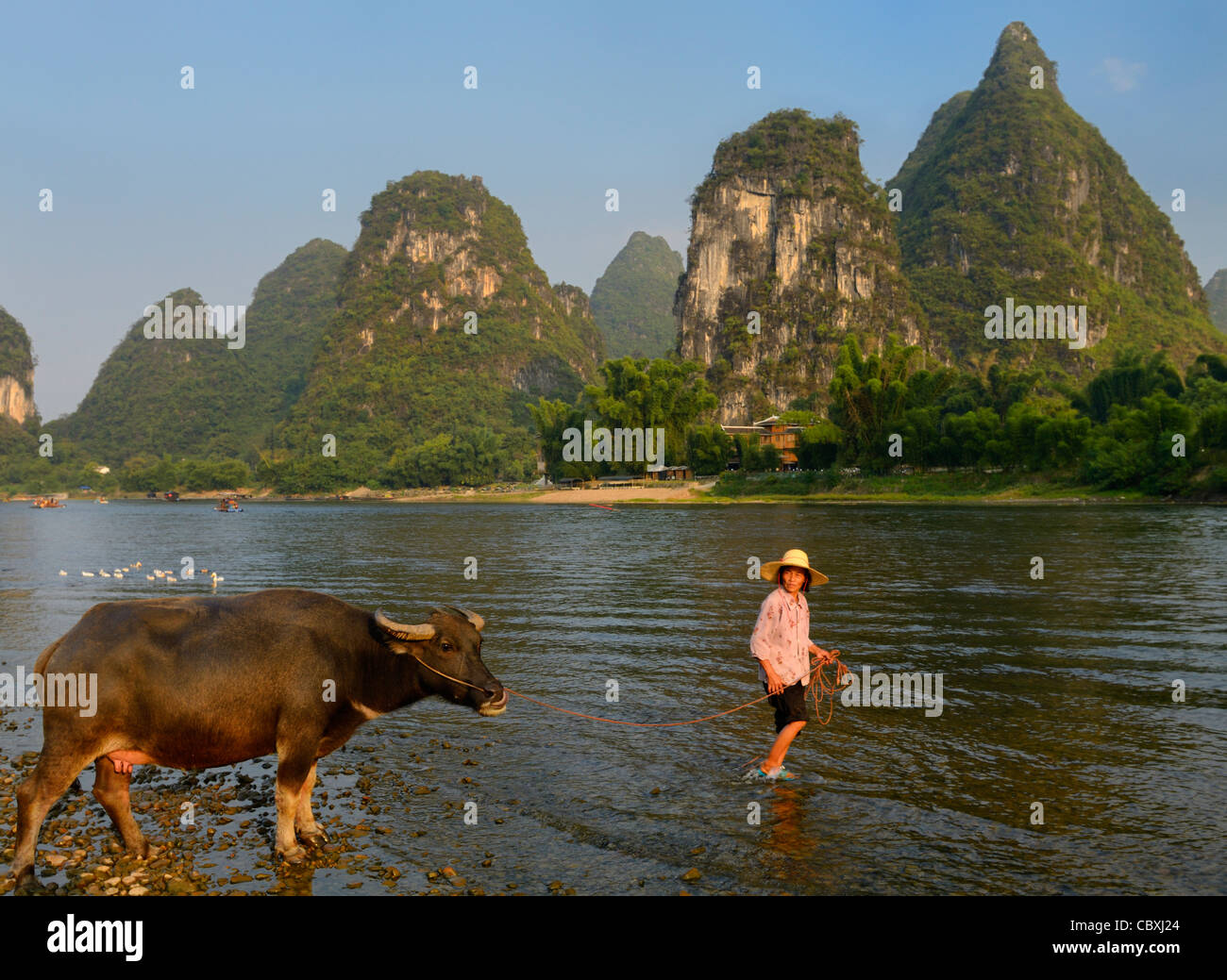 Chinesische Frau führt eine asiatische Wasserbüffel-Kuh in den Li-Fluss in Yangshuo mit Karst Peaks Peoples Republic Of China Stockfoto