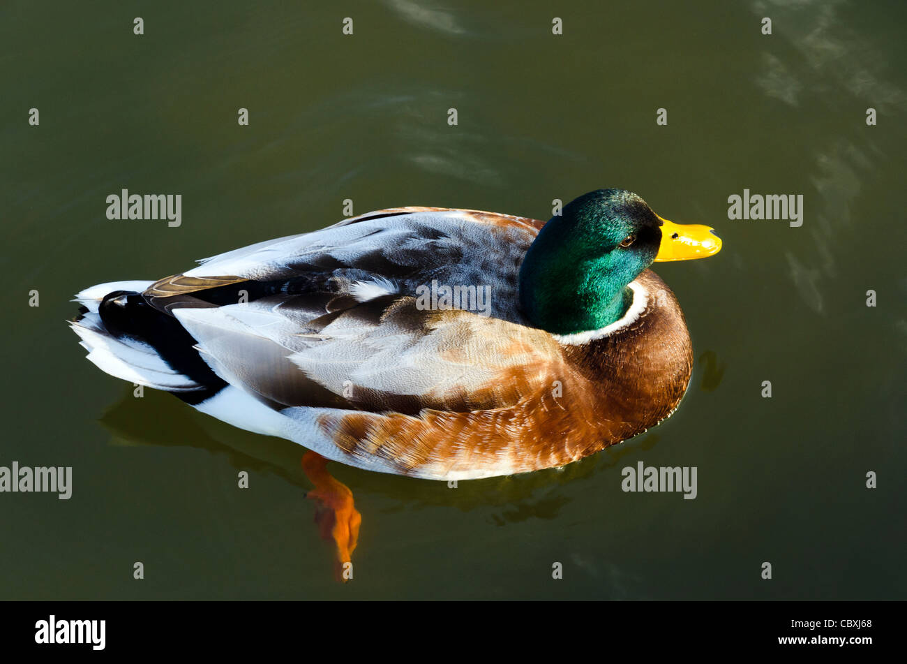 Enten im Wasser der Buckler schwer New Forest Hampshire England Great Britain UK Stockfoto