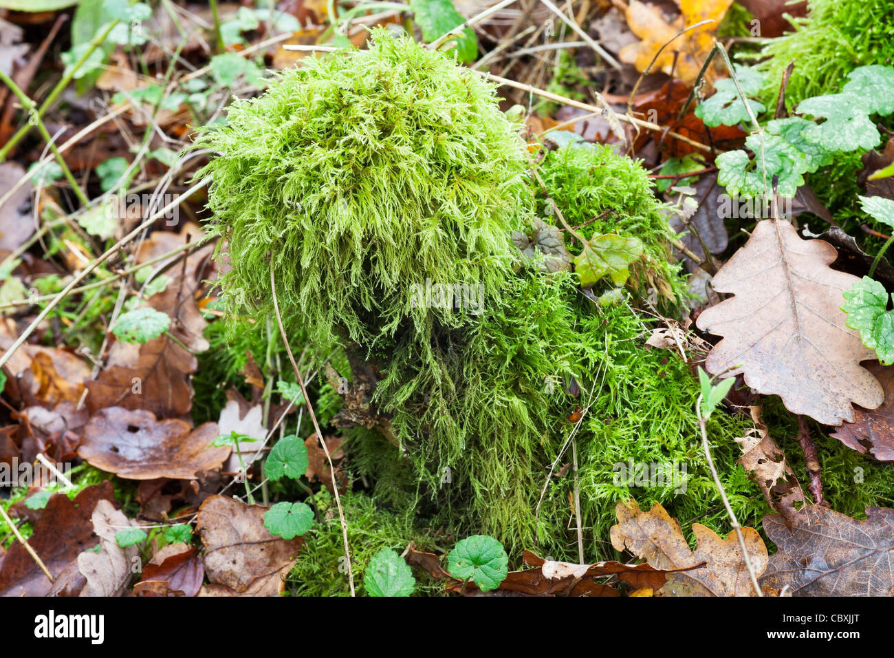 Feuchtes Moos unter Laub Stockfoto