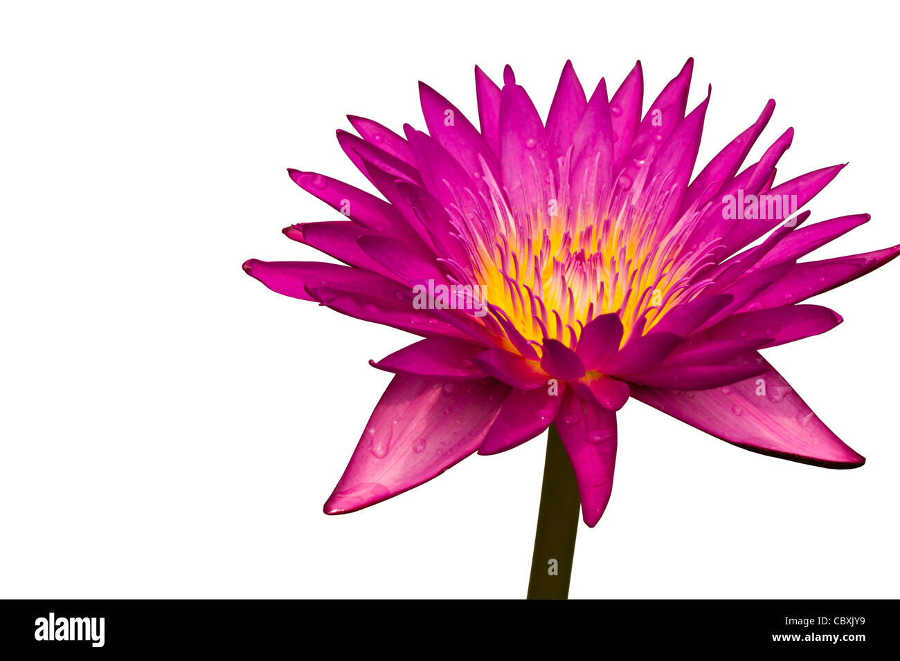 Pink Lotus, Seerose, die isoliert auf weißem Hintergrund Stockfoto