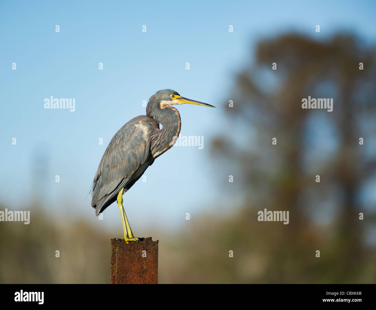 Dreifarbigen Reiher thront auf einem Stahlträger am Gewässerrand in den frühen Morgenstunden in Lake County Leesburg, Florida USA Stockfoto