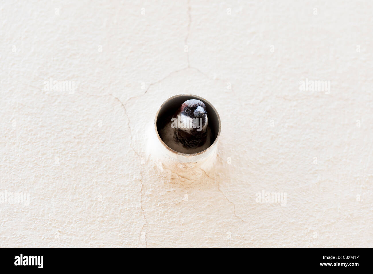 Passer domesticus. Männliche Haussperling in einem alten outlet Abflussrohr auf der Seite eines Gebäudes. Indien Stockfoto