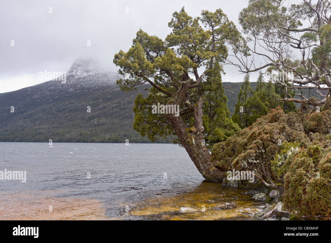See wird ist von Bleistift Pinien und blühenden Richea Scoparia umgeben. Barn Bluff im Hintergrund mit einer Prise Schnee. Stockfoto