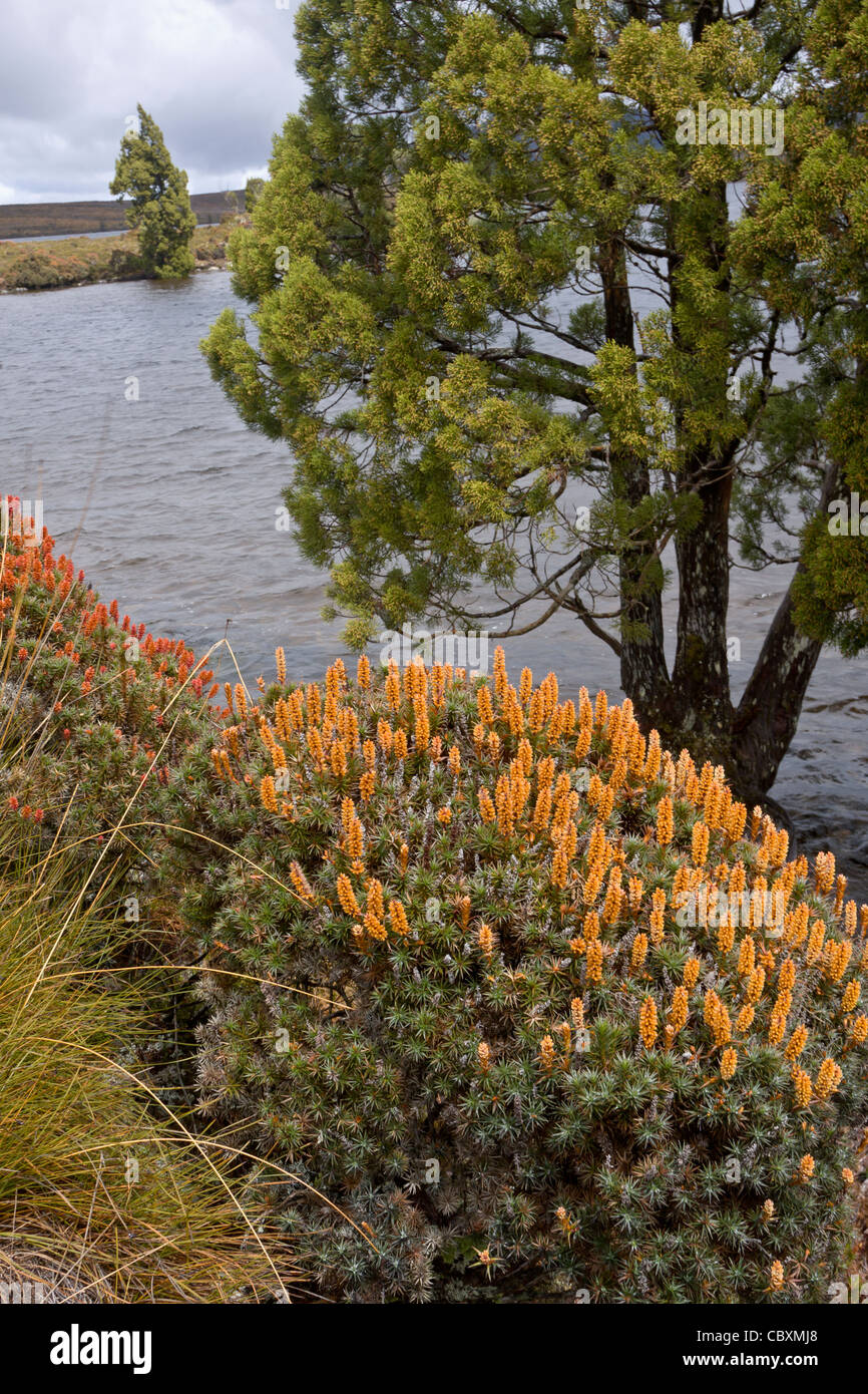 See wird ist umgeben von Pencil Kiefern und blühenden Richea scoparia Stockfoto