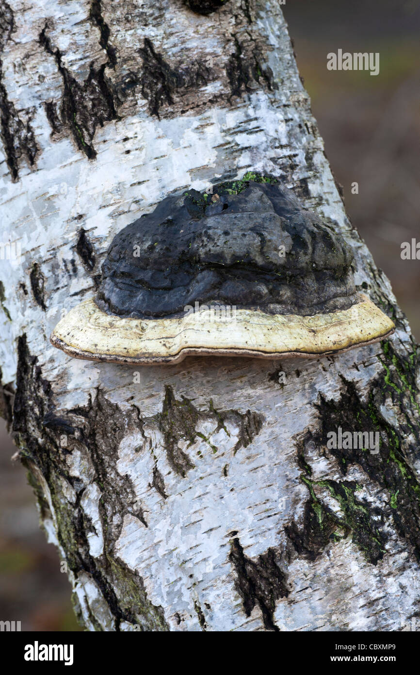 HUF Fungi Zündstoff Fomentarius Pilze Fruchtkörper wachsen auf einem Baumstamm Silver Birch Stockfoto