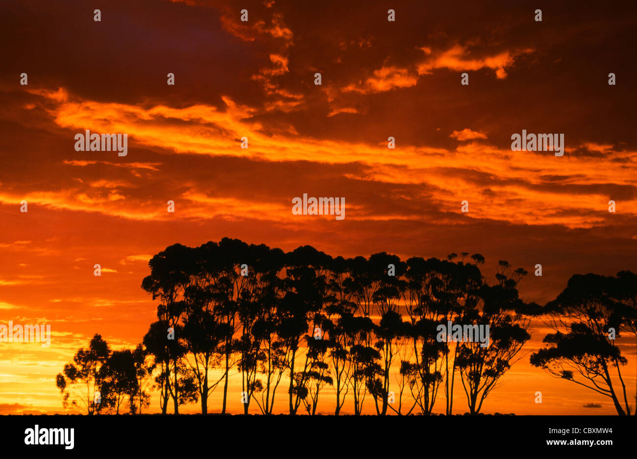 Sommer Tag Sonnenuntergang in Horsham, Hauptstadt von Wimmera, die Weizen-Gürtel von Victoria, Westaustralien. Stockfoto