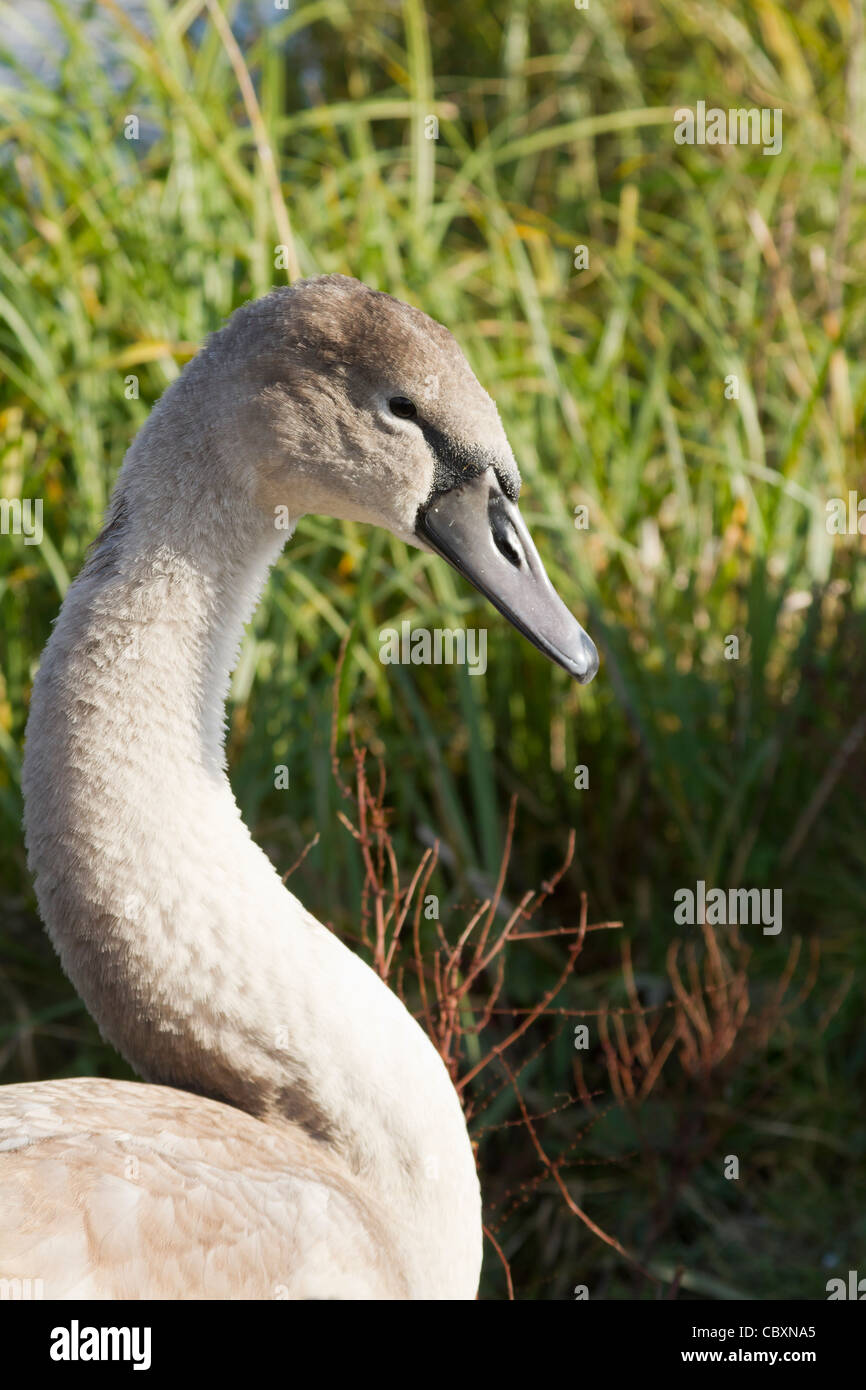 Ein junger Höckerschwan ruht auf dem Rasen-bank Stockfoto