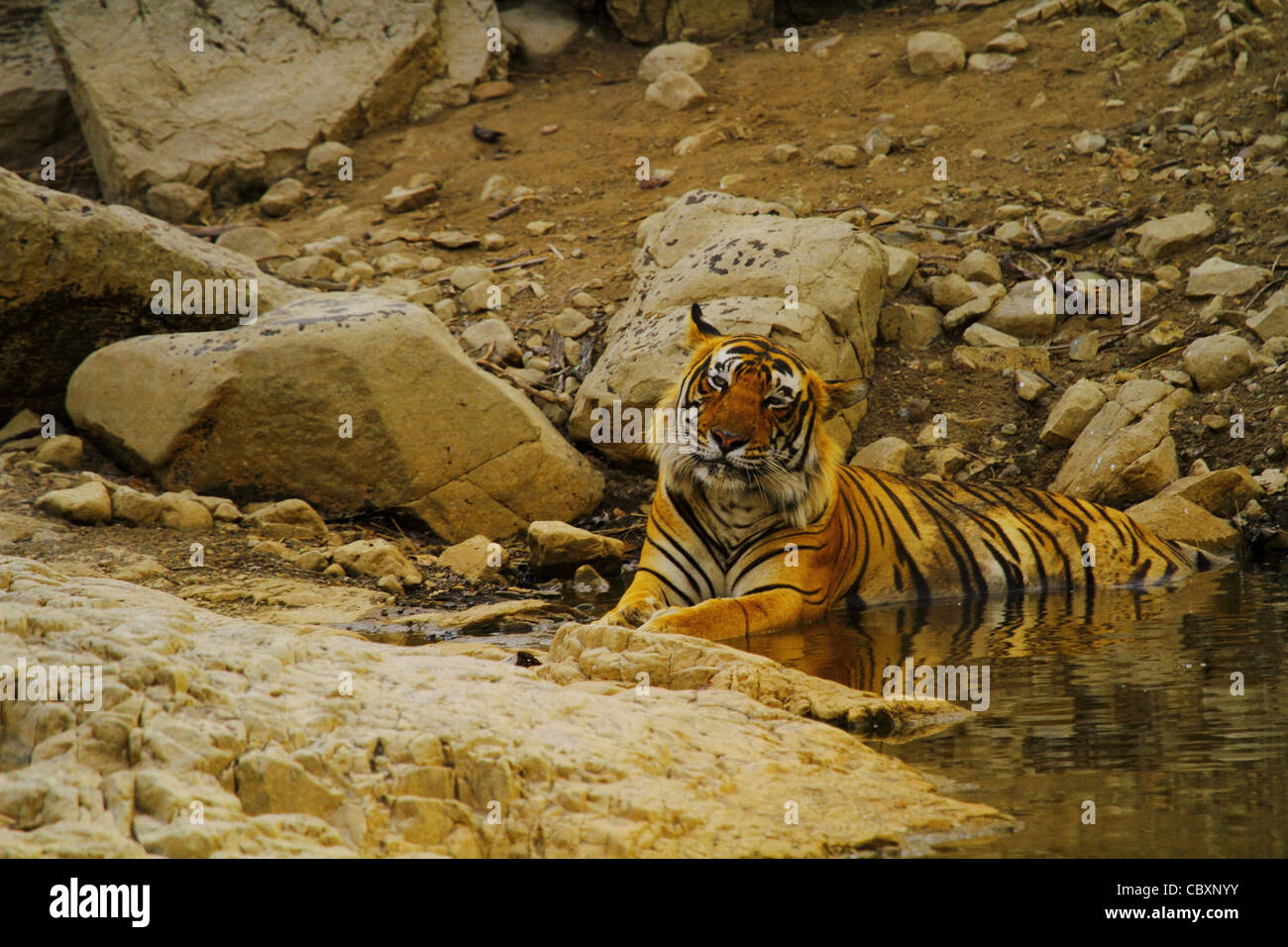 Royal Bengal Tiger im Wasser des Ranthambhore National Park Stockfoto