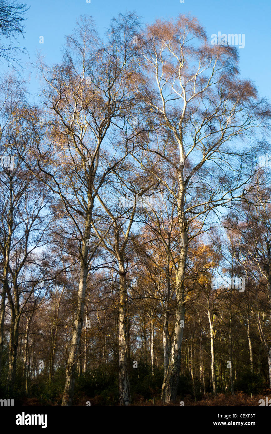 Silber-Birken (Betula Pendel), winter Stockfoto