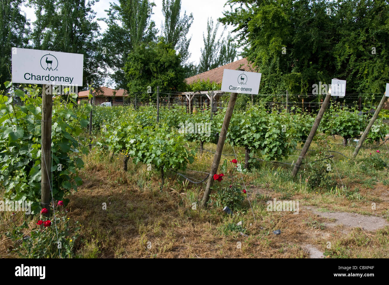 Chile. Torres Weingüter in Curicó. Maule Bezirk. Stockfoto