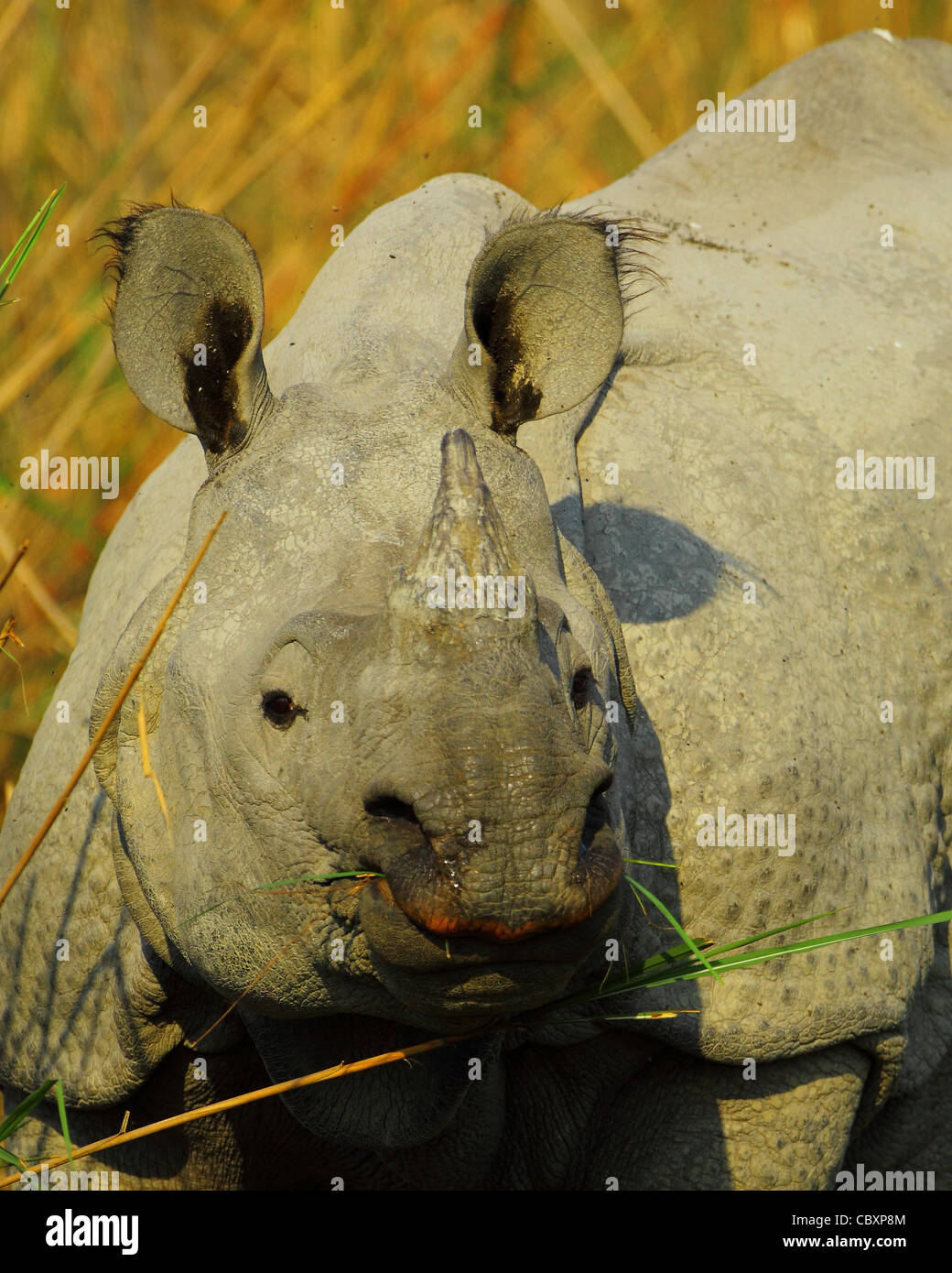 Ein gehörnter Rhino Kaziranga Stockfoto
