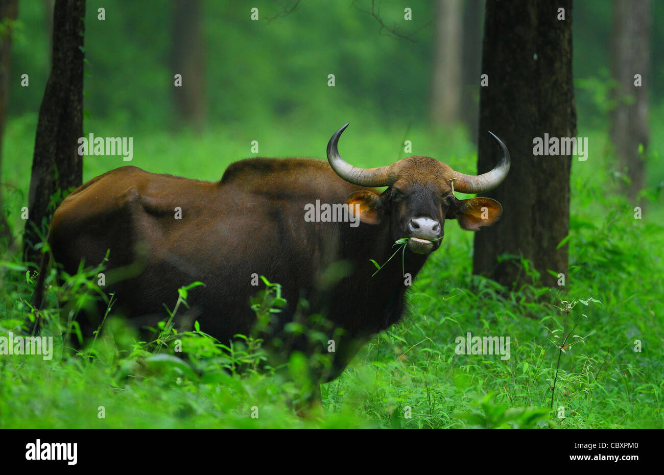 Indische Bison im Lebensraum Stockfoto
