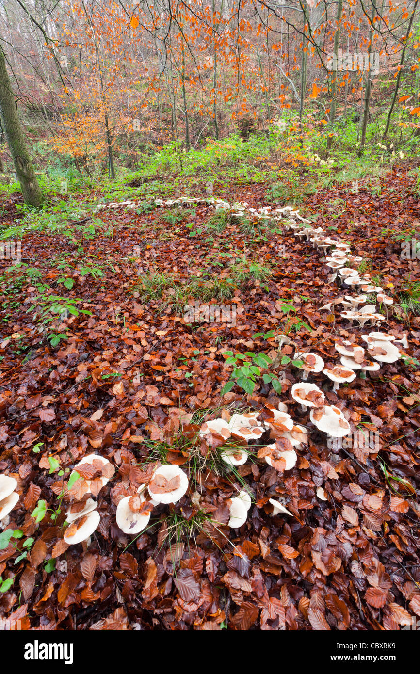 Ein großer Märchenring aus Toadhockern im Waldboden, in der Nähe von Blakeney im Wald von Dean, Gloucestershire, Großbritannien Stockfoto