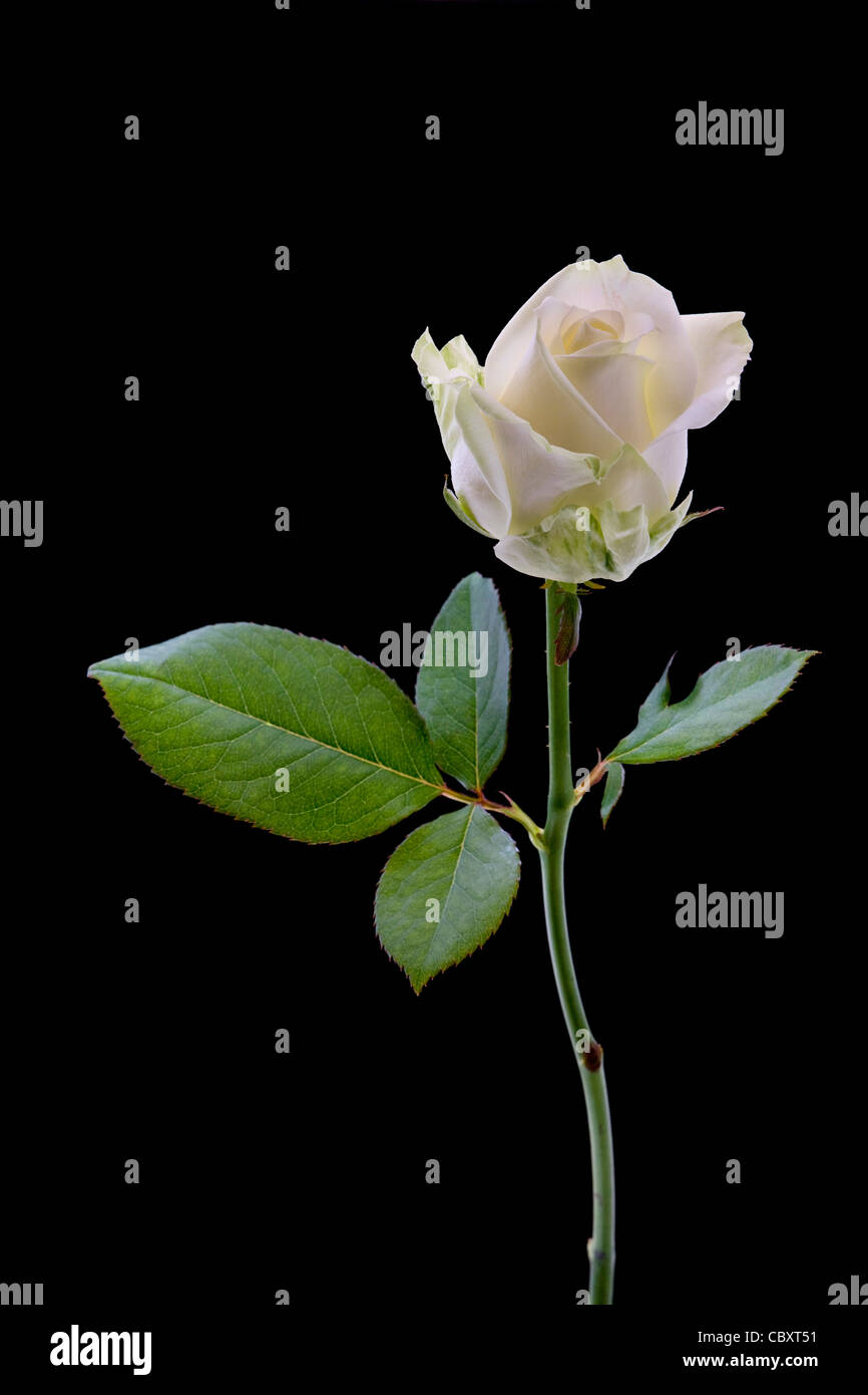 Weisse rose Nahaufnahme auf schwarzem Hintergrund Stockfoto