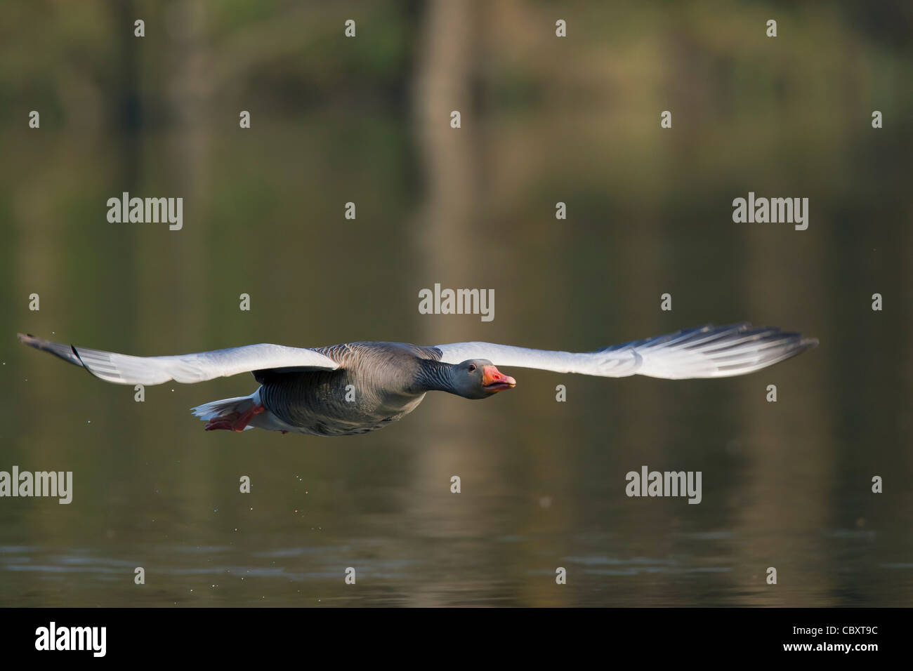 Graugans / Graylag Gans (Anser Anser) fliegen über dem See, Deutschland Stockfoto