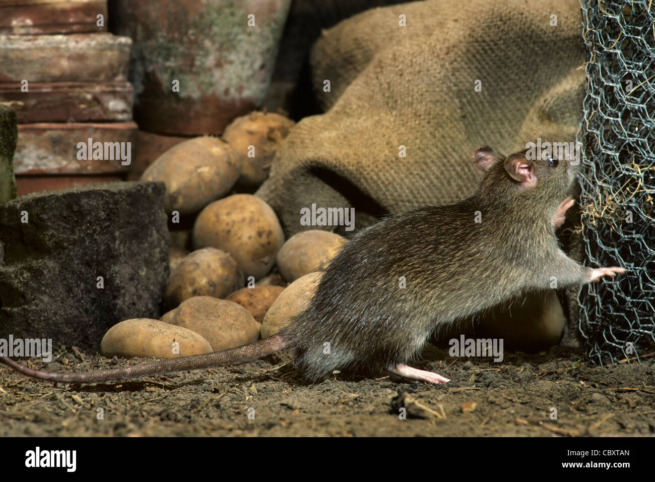 Braune Ratte (Rattus Norvegicus) auf Nahrungssuche unter Säcke Kartoffeln in Scheune auf Hof Stockfoto