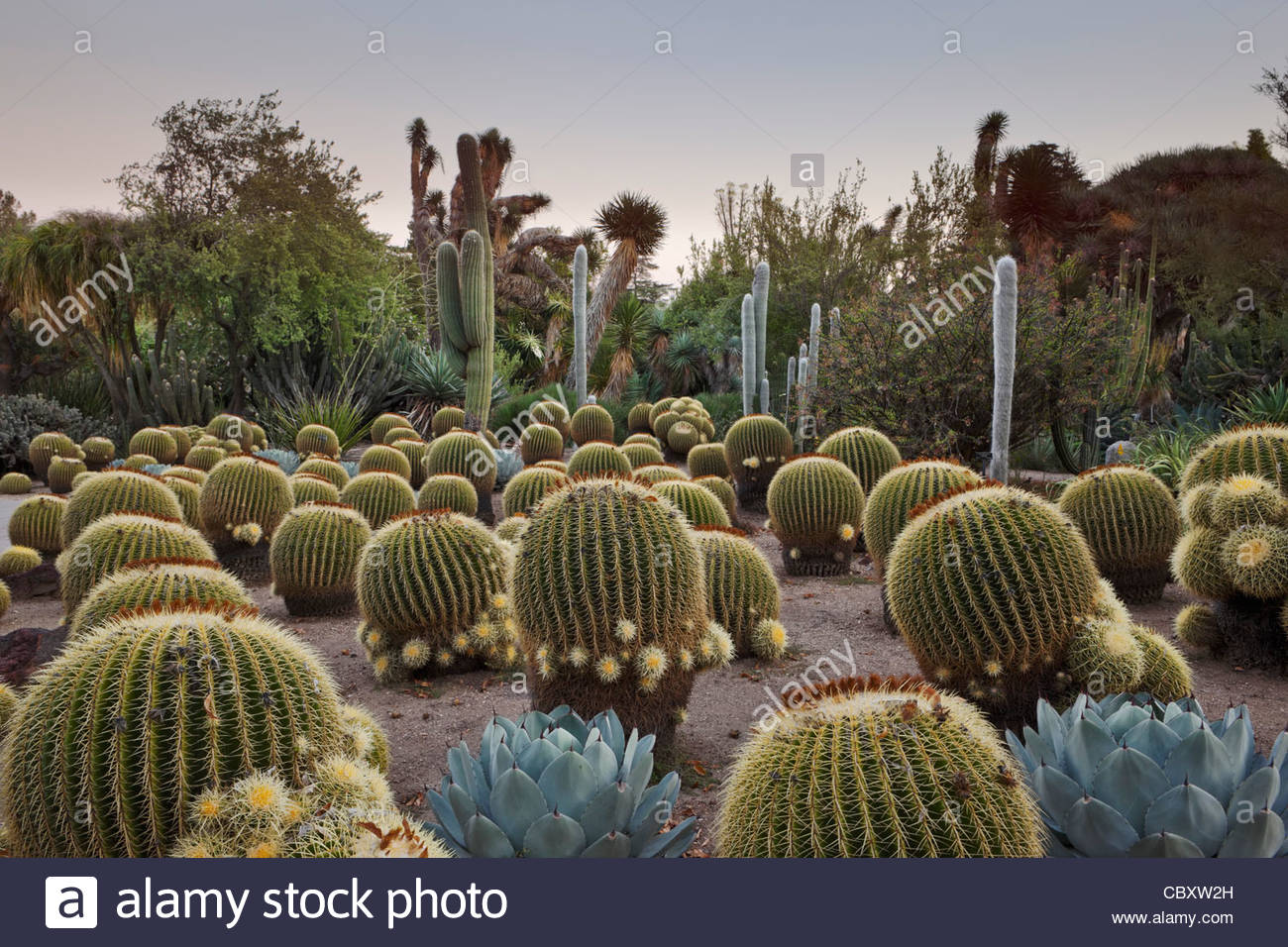 Desert Garden Sonnenuntergang An Der Huntington Botanical Gardens