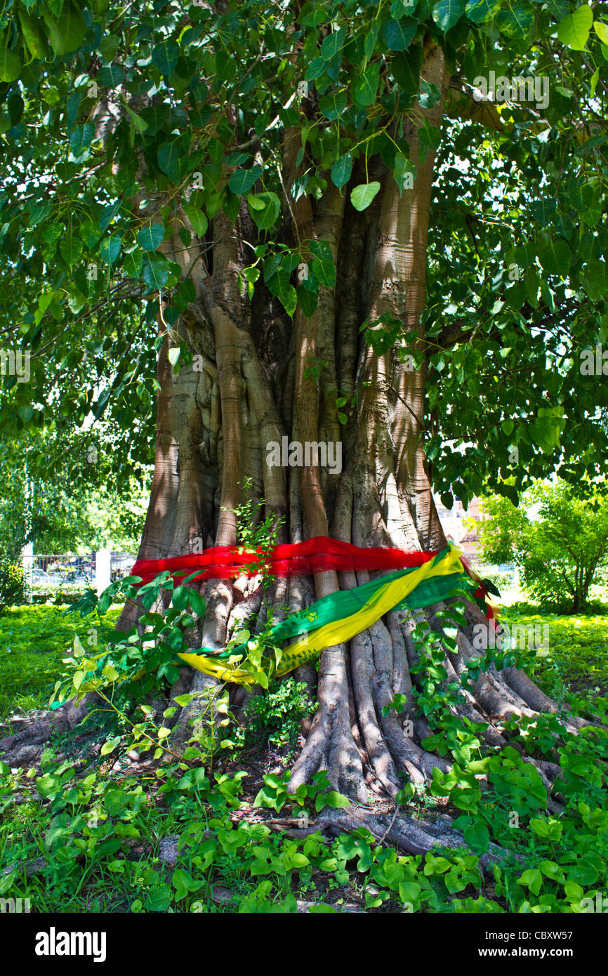 Bodhi-Baum im Garten Stockfoto