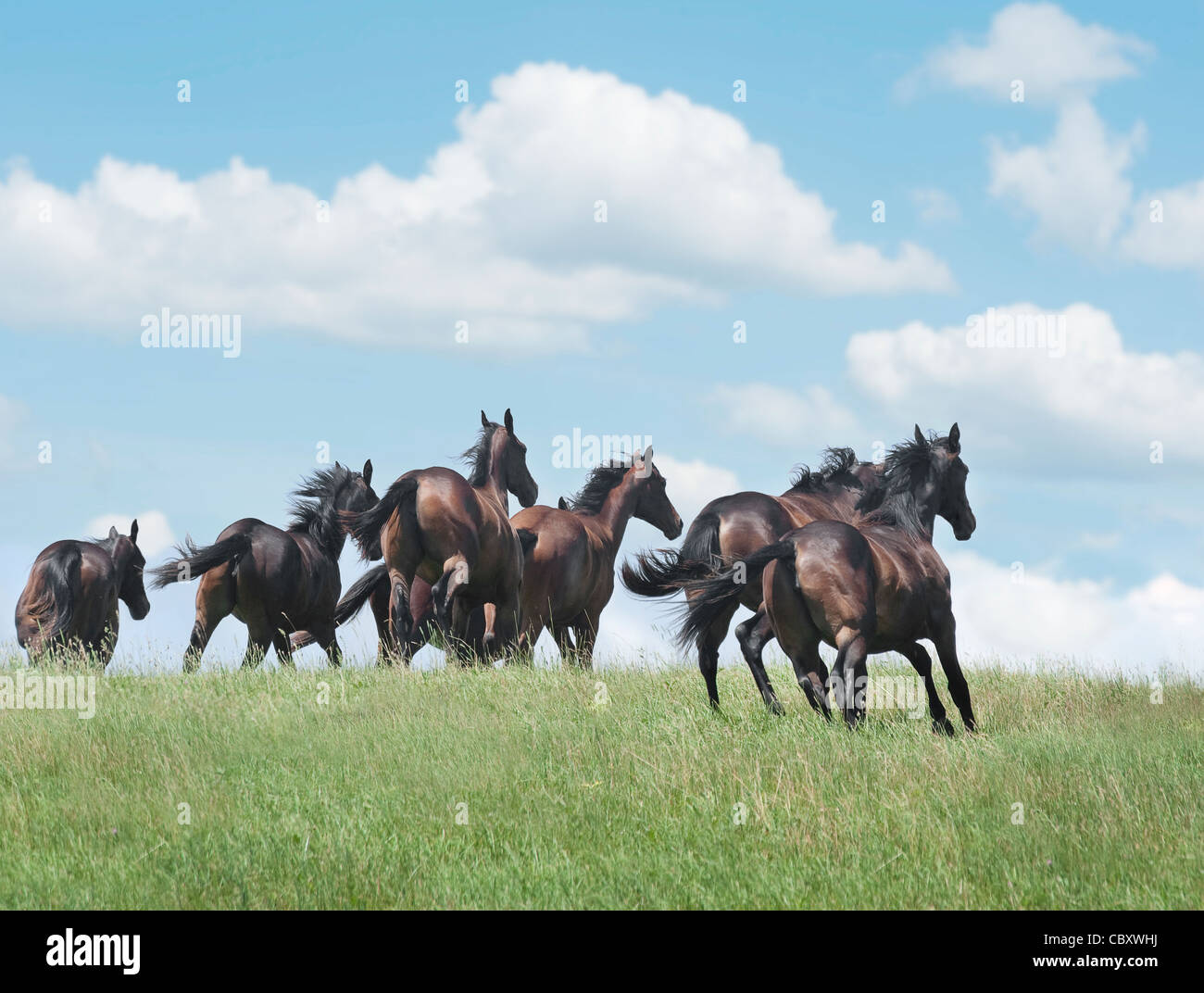Vollblut Pferd Jährling Herde Stockfoto