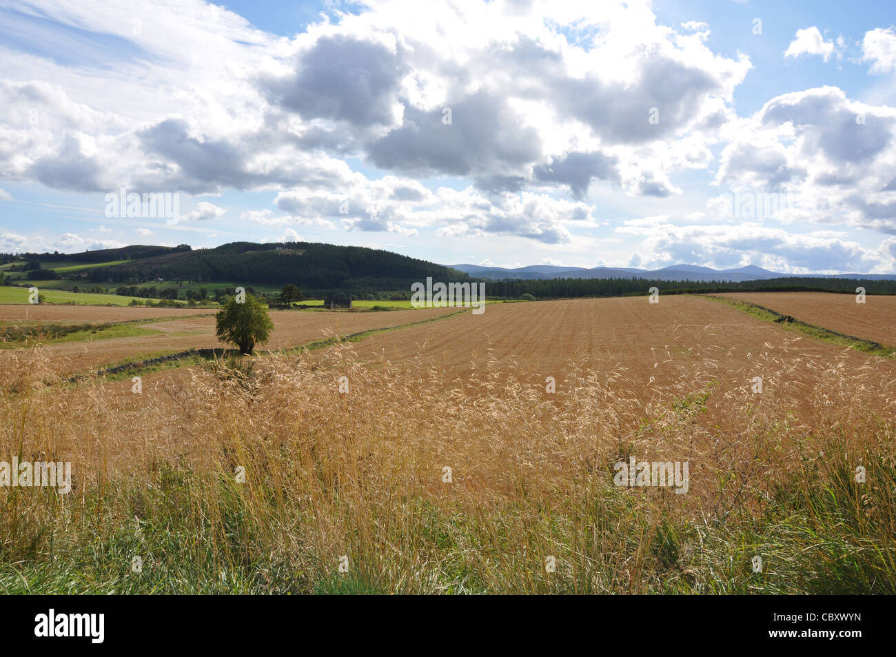 Royal Deeside Landschaft, Schottland, Herbst, Tarland, Aboyne Ballater Stockfoto