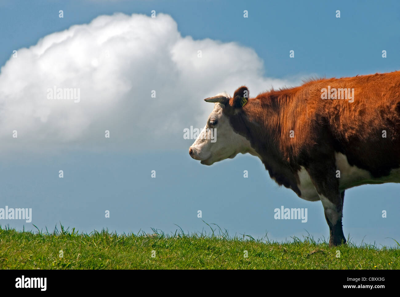 Hereford Kuh auf der Weide in die Catlins auf der südlichen Küste von Neuseelands Südinsel. Stockfoto