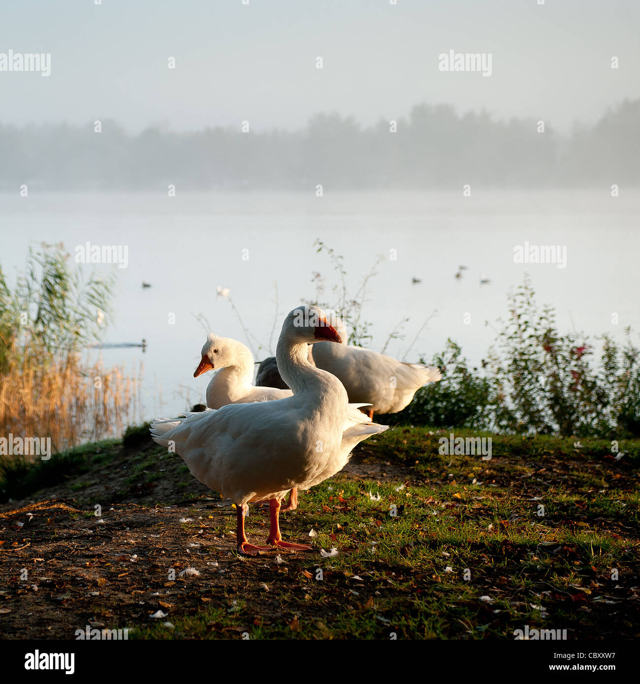 Gänse im frühen Morgenlicht Stockfoto