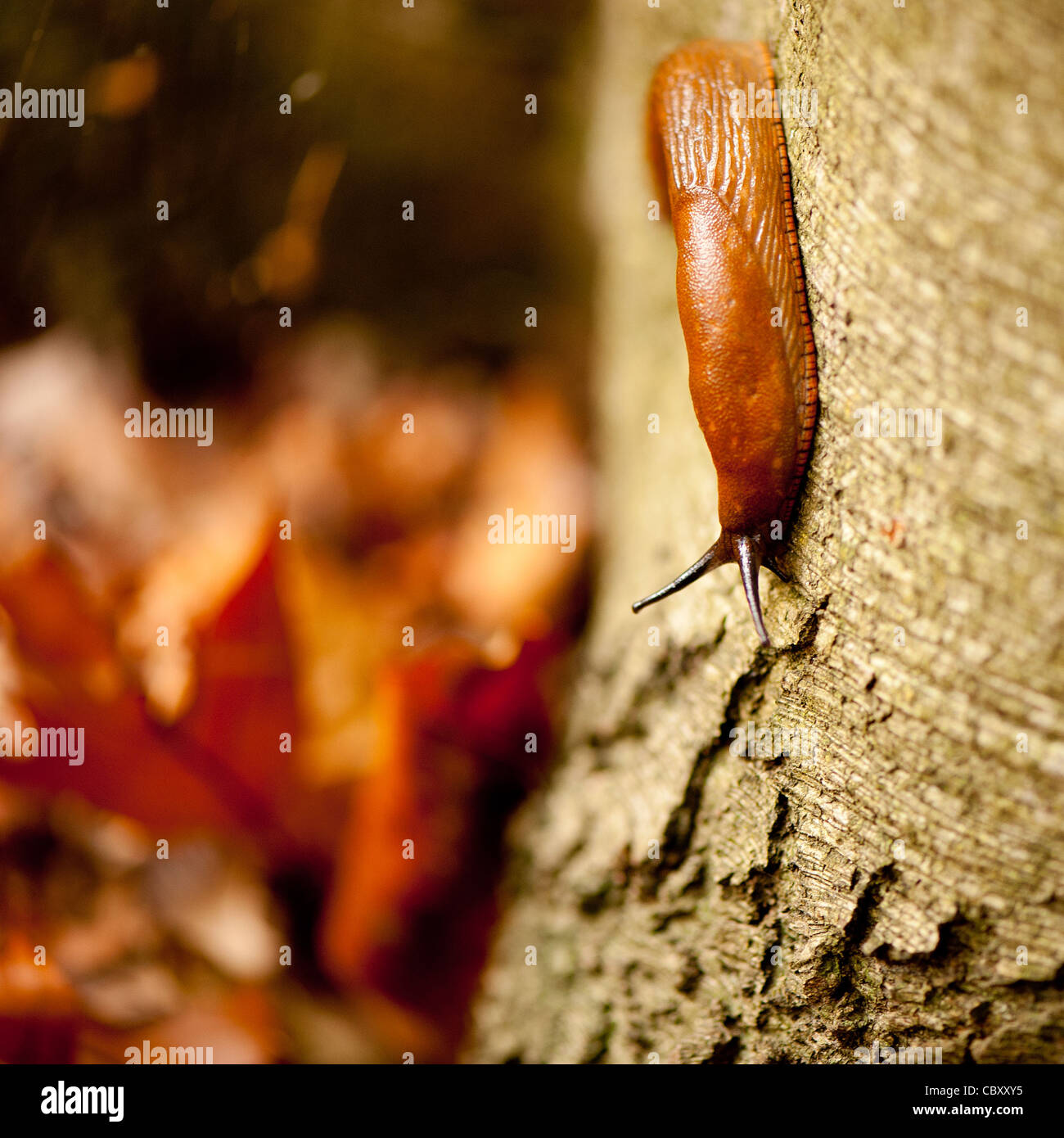 Schnecke auf Baum Stockfoto