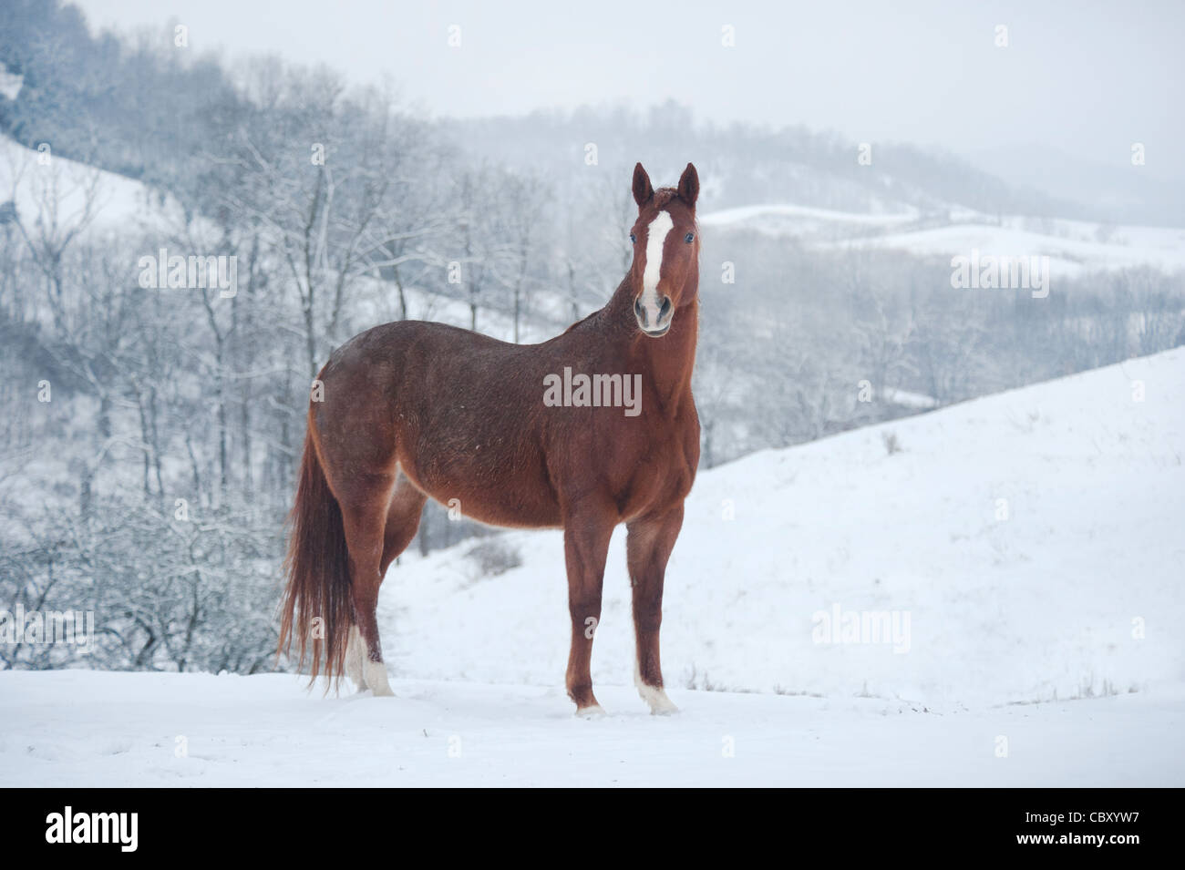 Quarter Horse Stute im Schnee Stockfoto