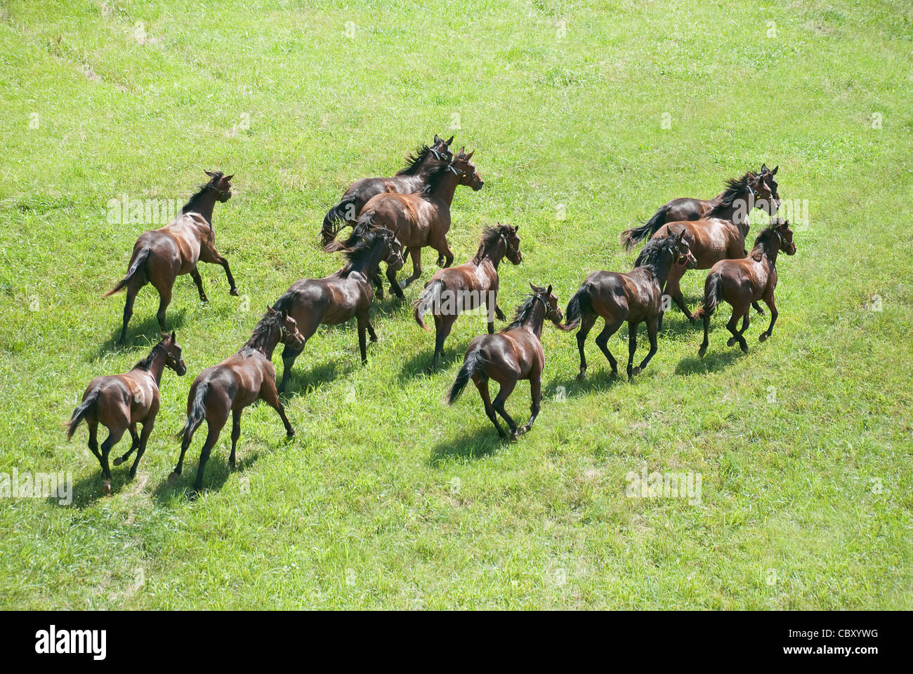 Herde von Thoroughbred Pferd Jährlinge Galopp Stockfoto