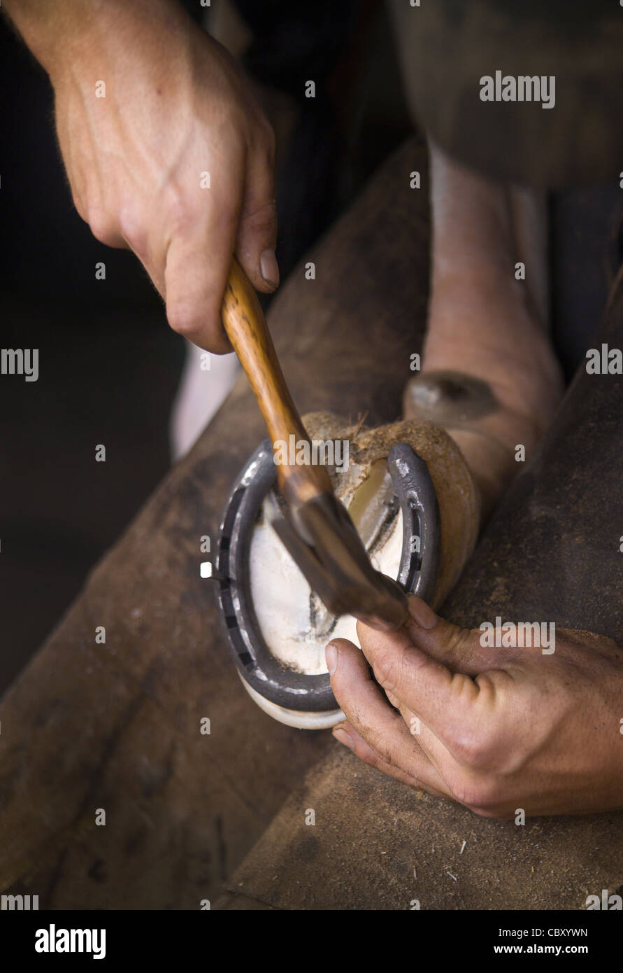 Hufschmied Hufeisen in HUF Nagelung Stockfoto