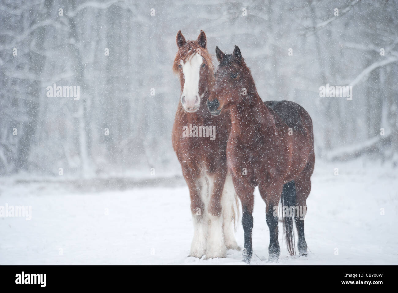 Entwurf und Morgan Pferde im Schneesturm Stockfoto