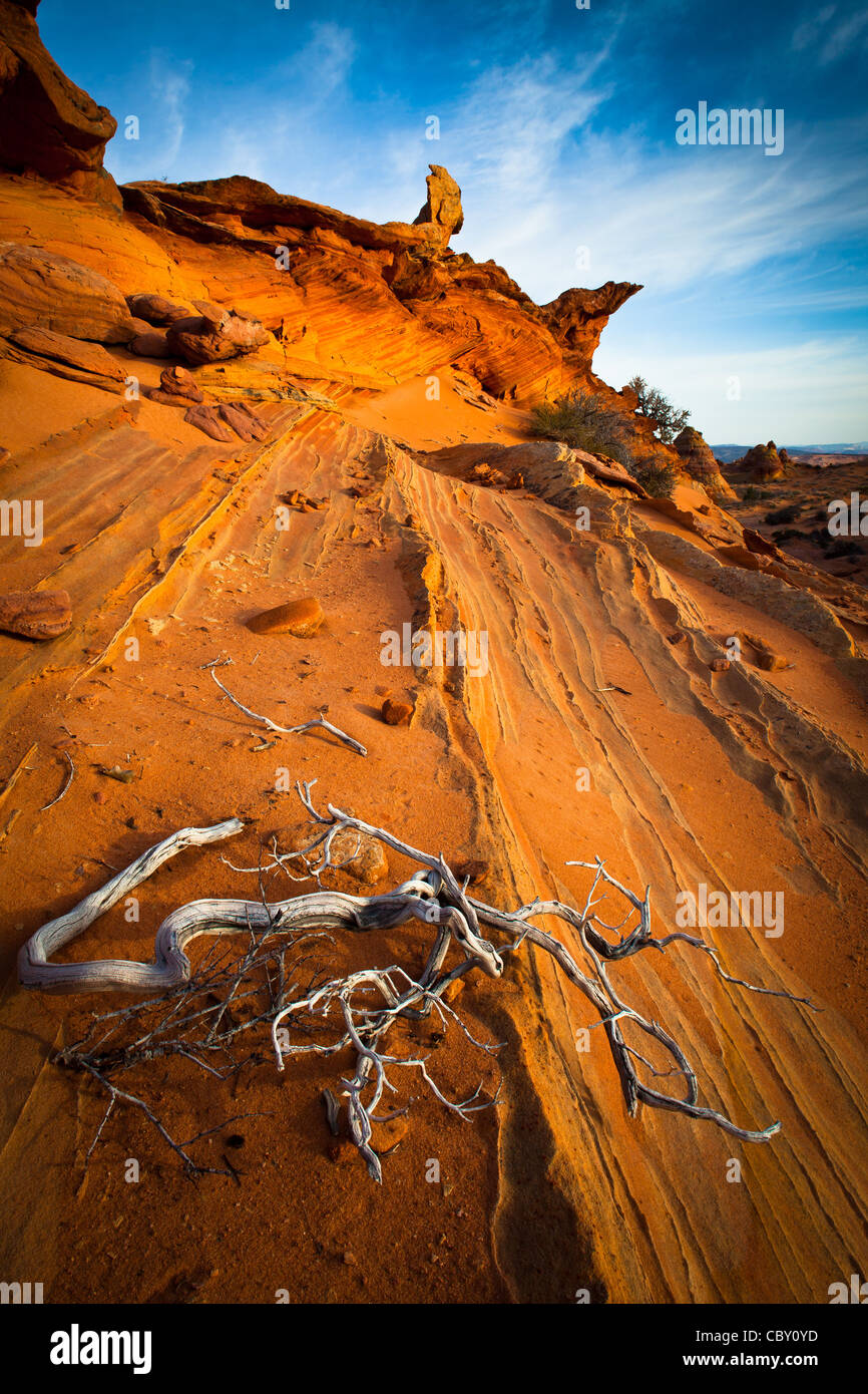 Toten Wacholder kontrastiert eine Sandsteinmauer im Vermilion Cliffs National Monument, Arizona Stockfoto