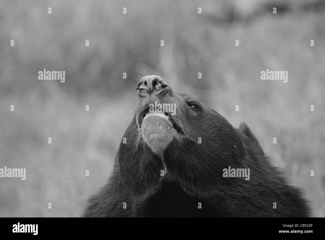 Himalaya-Schwarzbär (Ursus Thibetanus). Stockfoto