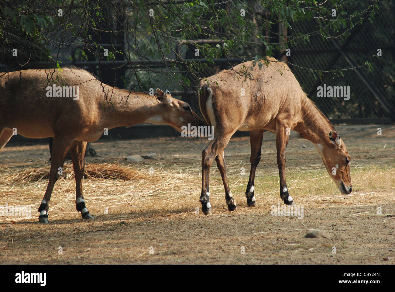 blaue Bull (Boselaphus Tragocamelus) im Zoo von Delhi. Stockfoto blaue Bull (Boselaphus Tragocamelus) im Zoo von Delhi. Stockfoto