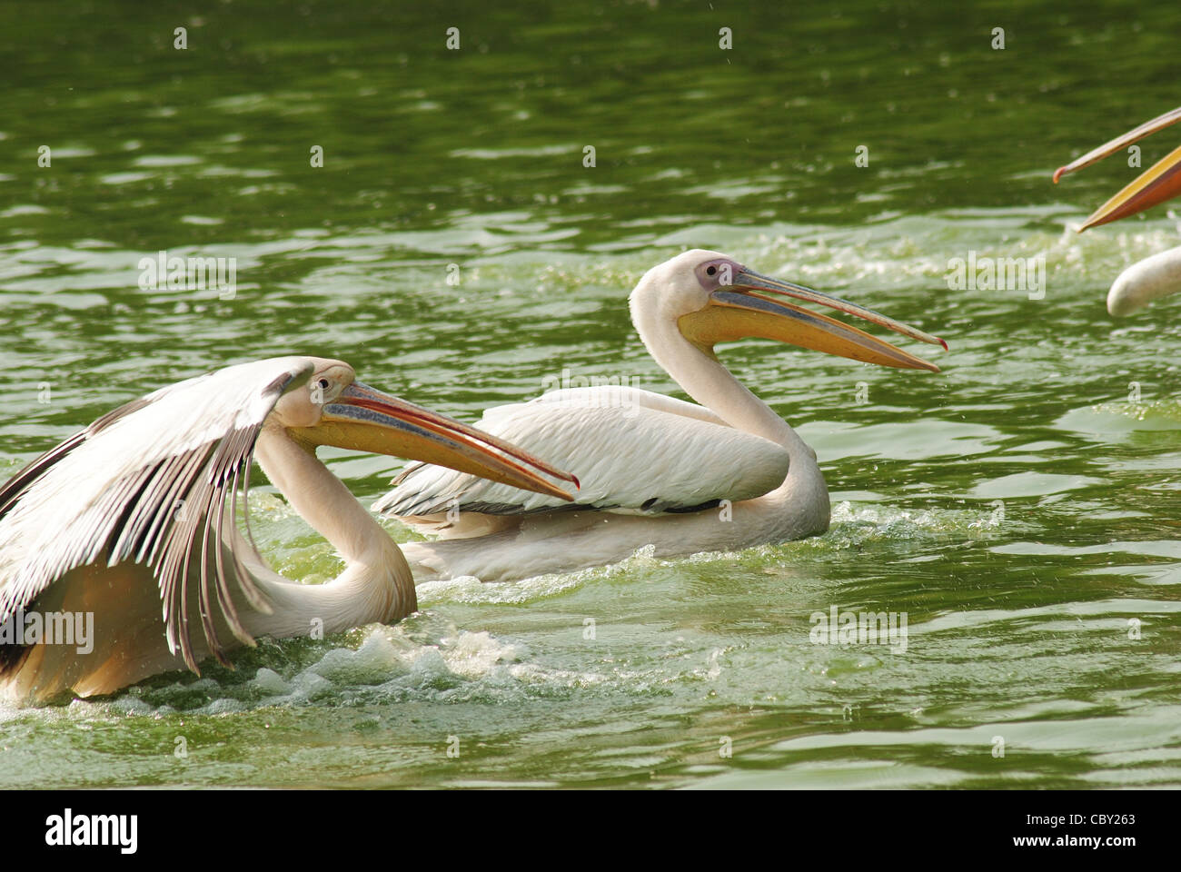 Rosa Pelikane, große weiße Pelikane,(pelecanus onocrotalus), Pelikane, Vögel, indischen Tier-und Pflanzenwelt. Stockfoto