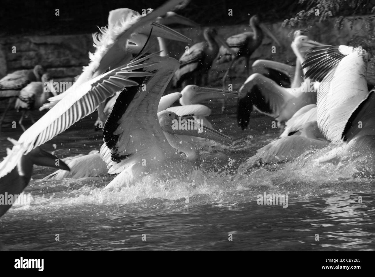 Rosa Pelikane, große weiße Pelikane,(pelecanus onocrotalus), Pelikane, Vögel, indischen Tier-und Pflanzenwelt. Stockfoto