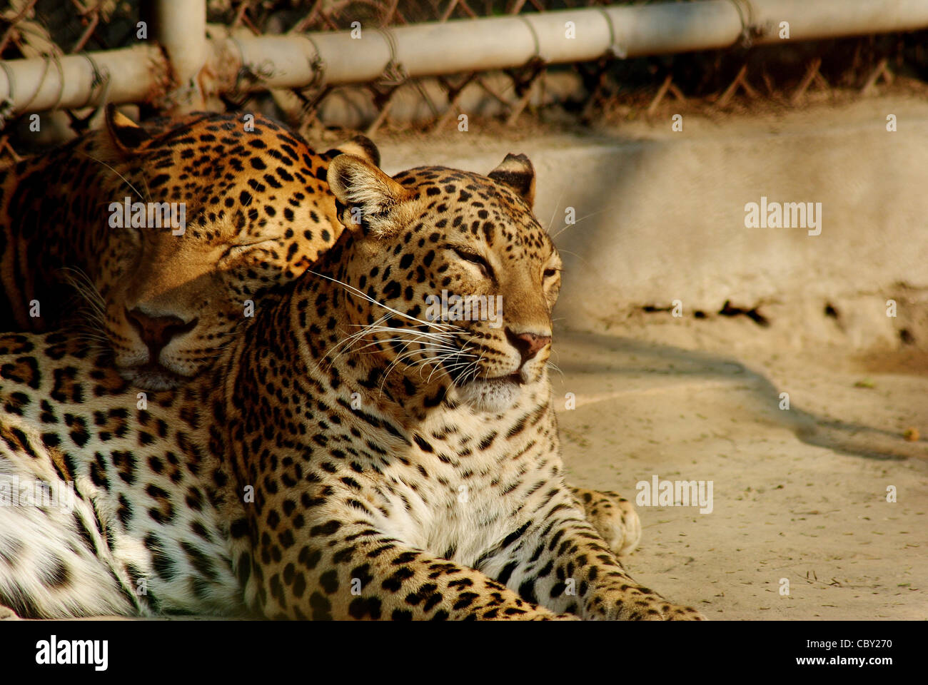 indischer Leopard (Panthera Pardus Fusca)., indischen Tier-und Pflanzenwelt. Stockfoto