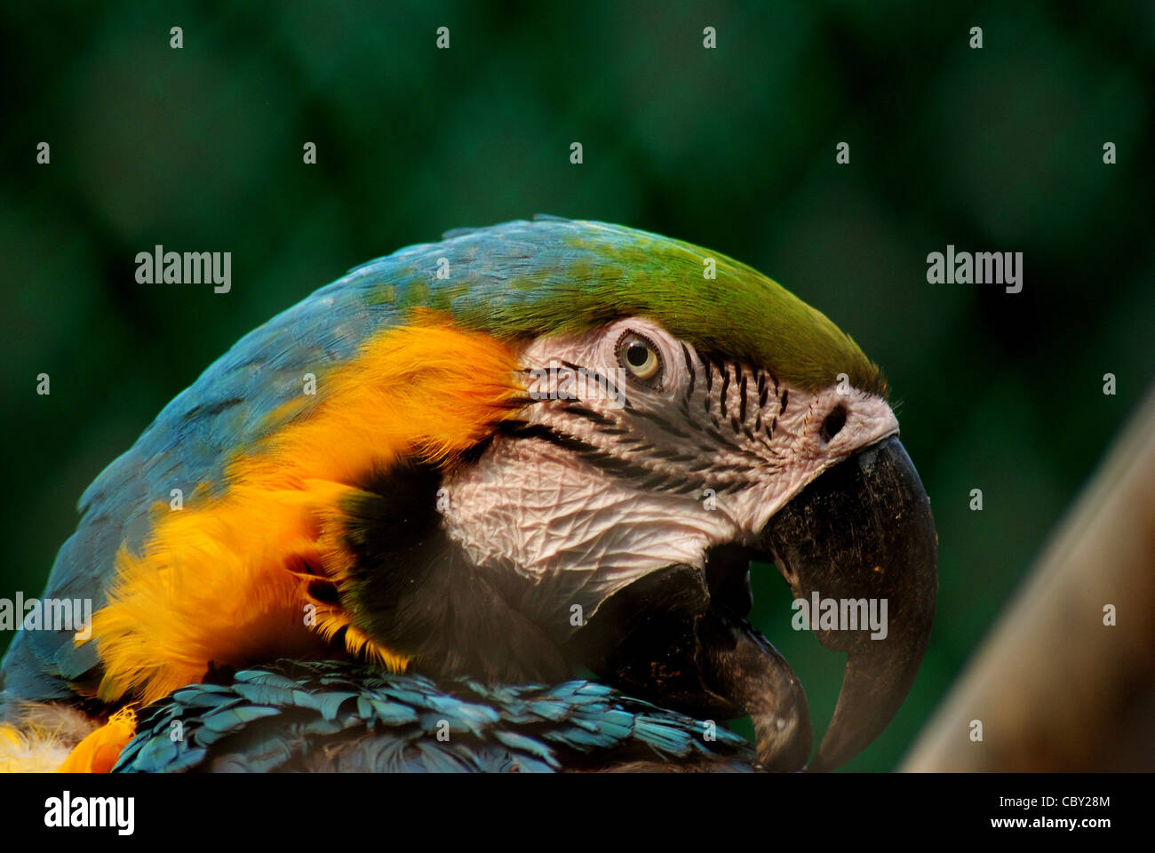 Blaue und gelbe Aras (Ara Ararauna). Stockfoto