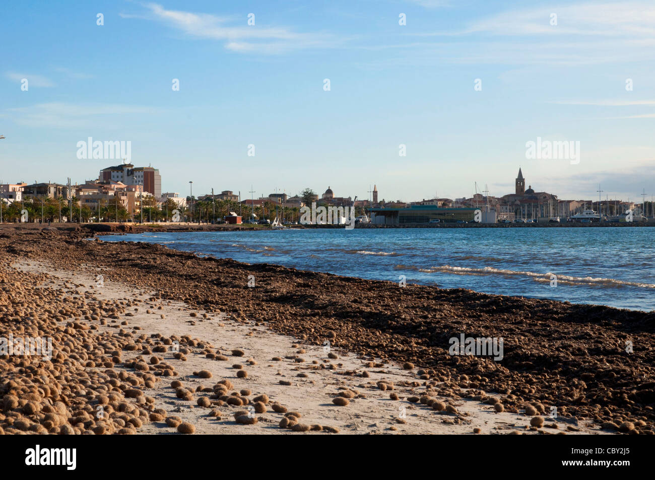 Posidonia mediterrane Tapeweed in San Giovanni Strand Alghero Sardinien Italien Stockfoto