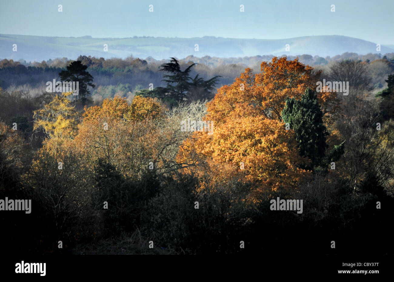 Herbstfärbung mit der South Downs National Park im Hintergrund East Sussex Stockfoto