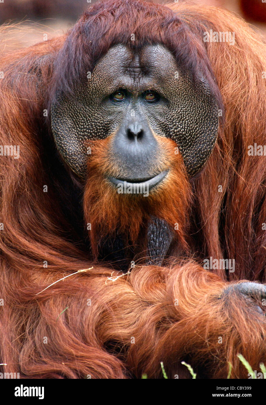 Männliche Orang-utang Stockfoto