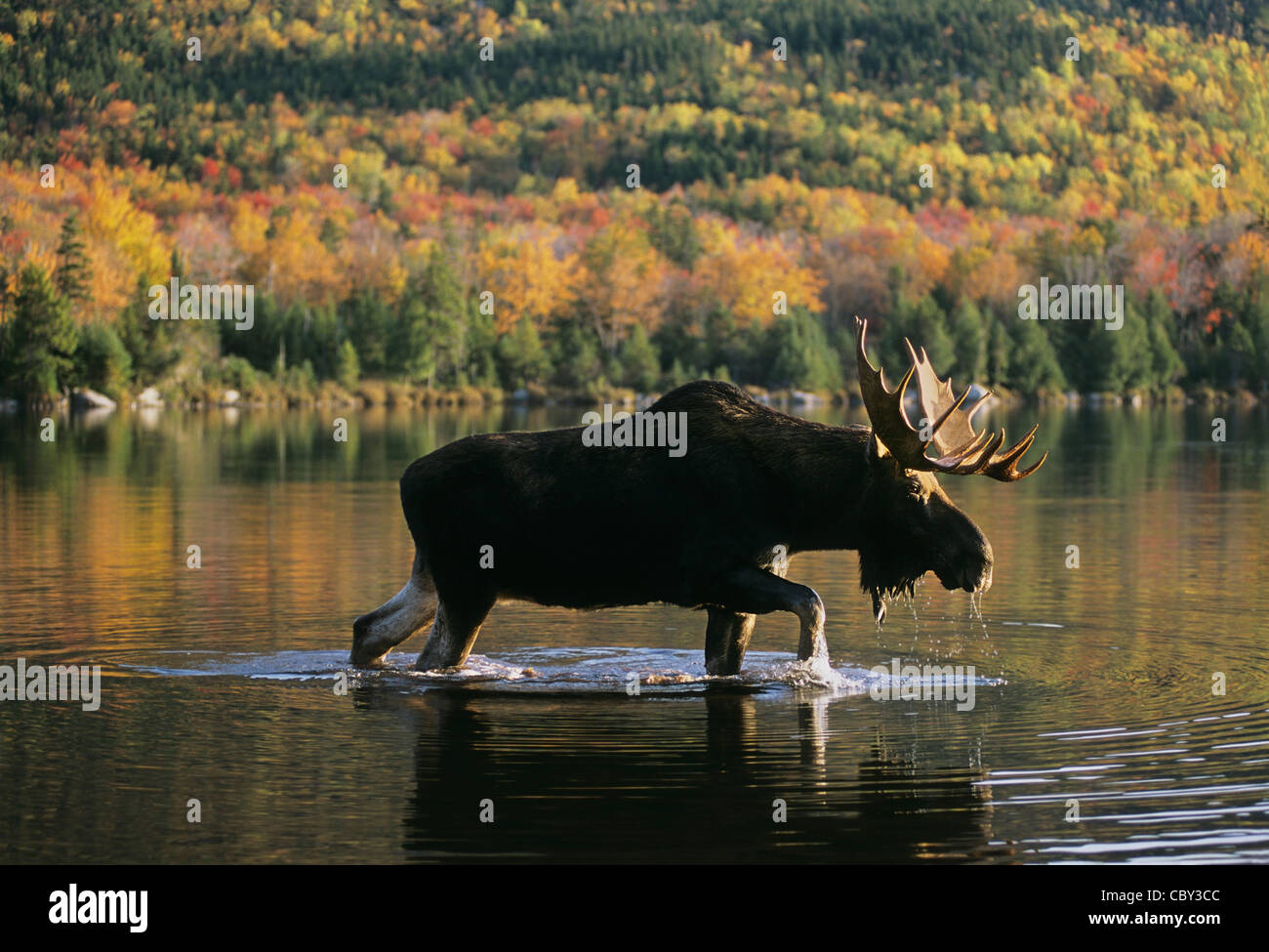 Bull Moose in Katahdins Schatten Stockfoto