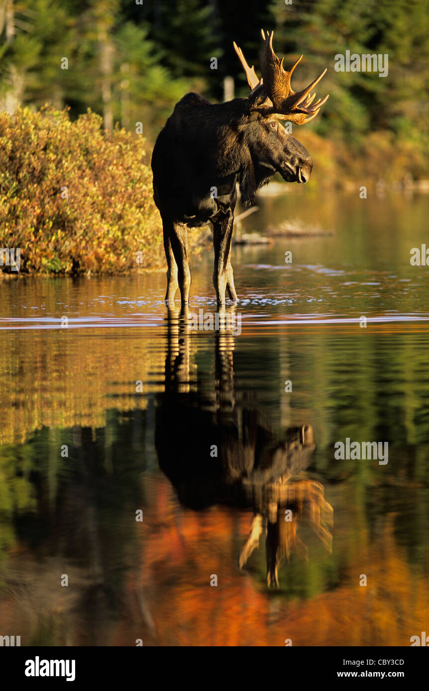 Herbst in Neuengland Stockfoto