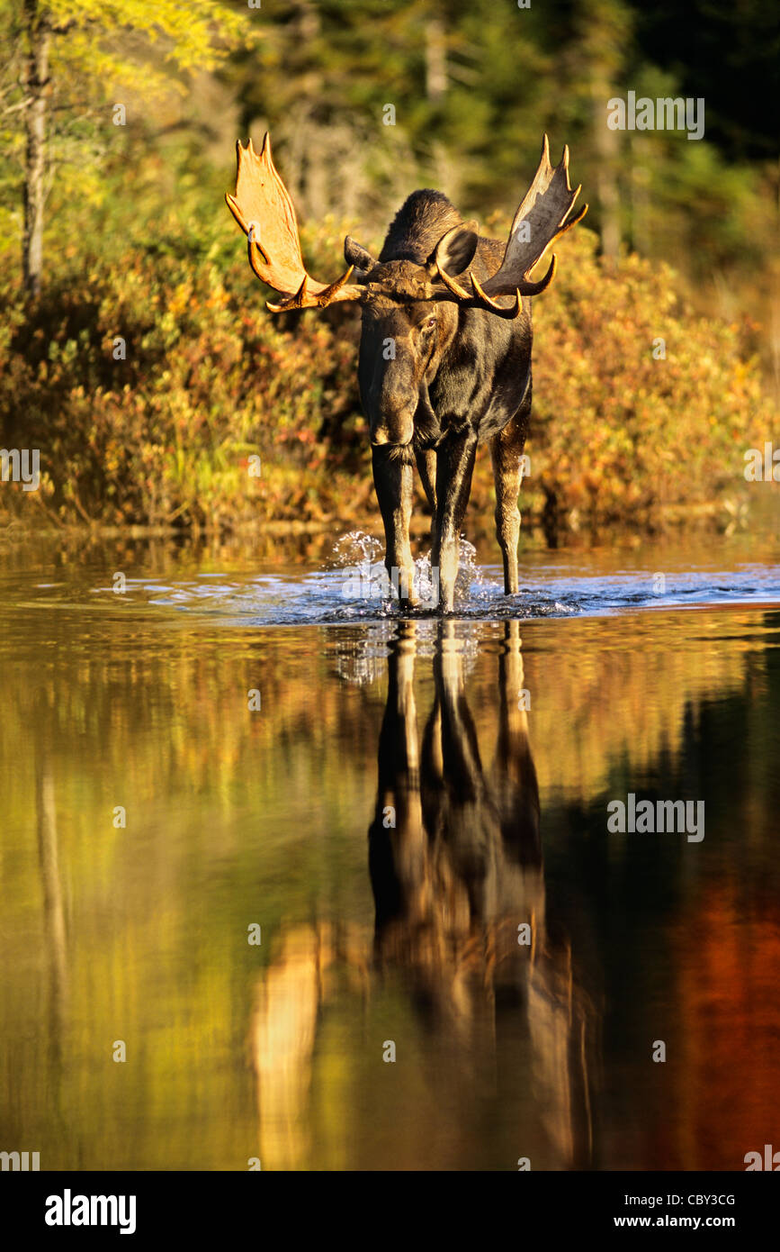 Eine majestätische Elchbullen nähert sich im Morgengrauen Stockfoto