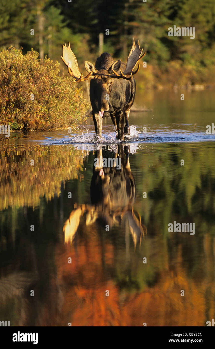 Bull Moose kommen Stockfoto