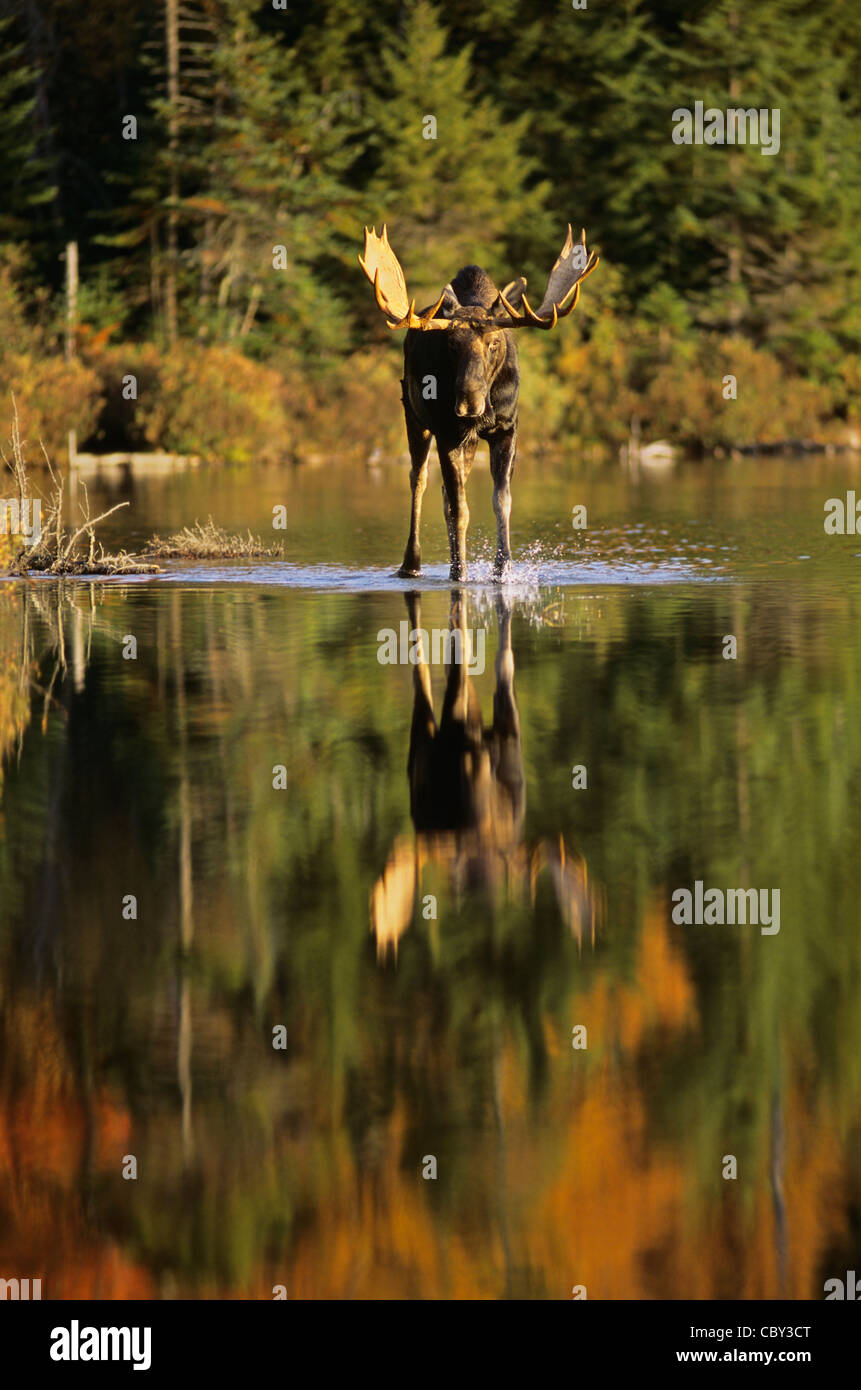 Bull Moose Pond Reflexion Stockfoto